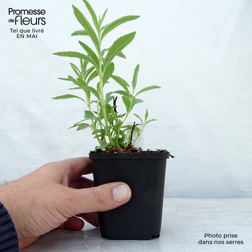 Salvia uliginosa African Skies - Salvia celeste Maceta de 8/9 cm Ejemplar entregado en la primavera