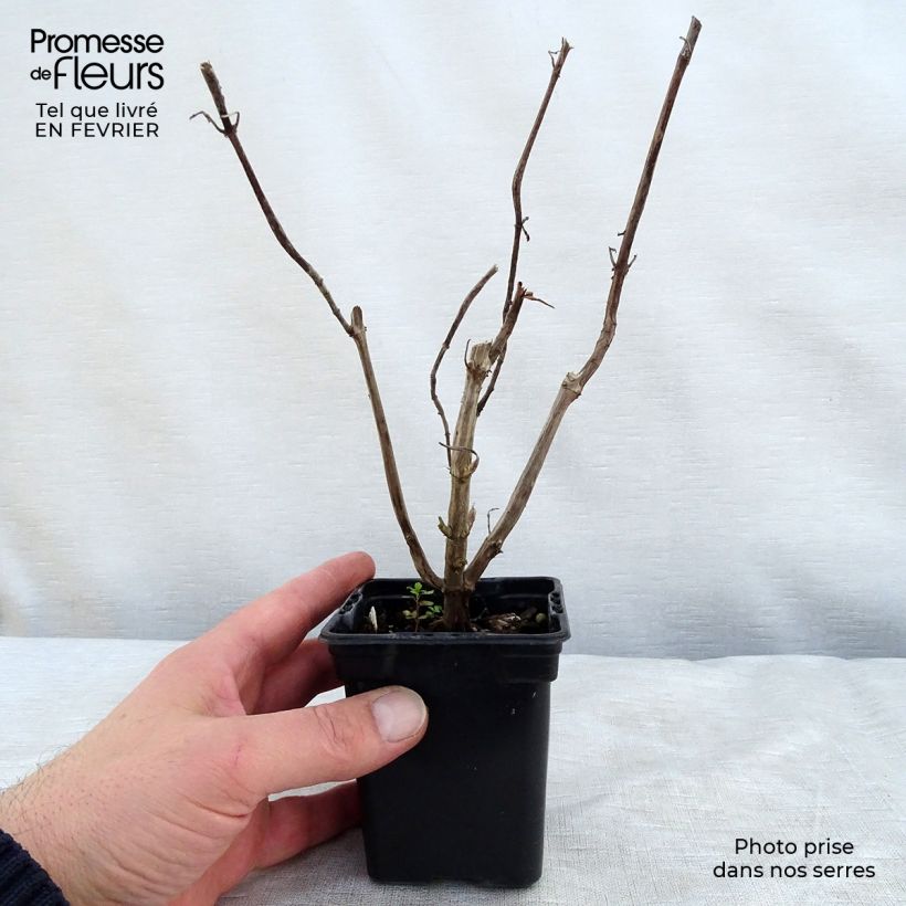 Salvia piña Golden Delicious Maceta de 7/8 cm Ejemplar entregado en invierno