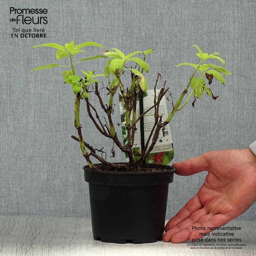 Ejemplar de Salvia piña Golden Delicious Maceta 1,5L/2L entregado en otoño