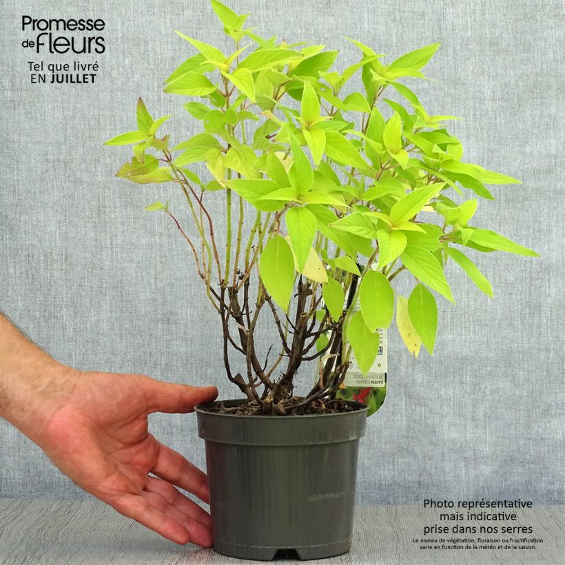 Ejemplar de Salvia piña Golden Delicious Maceta 1,5L/2L entregado en verano