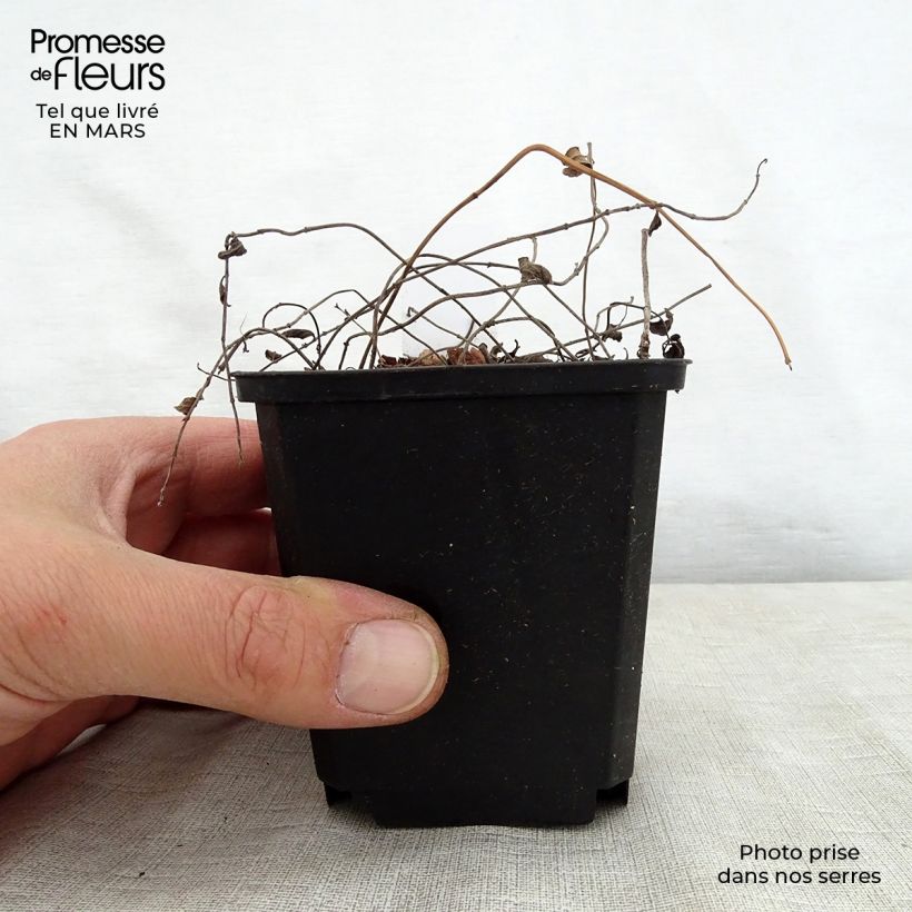 Salvia forreri Maceta de 8/9 cm Ejemplar entregado en la primavera