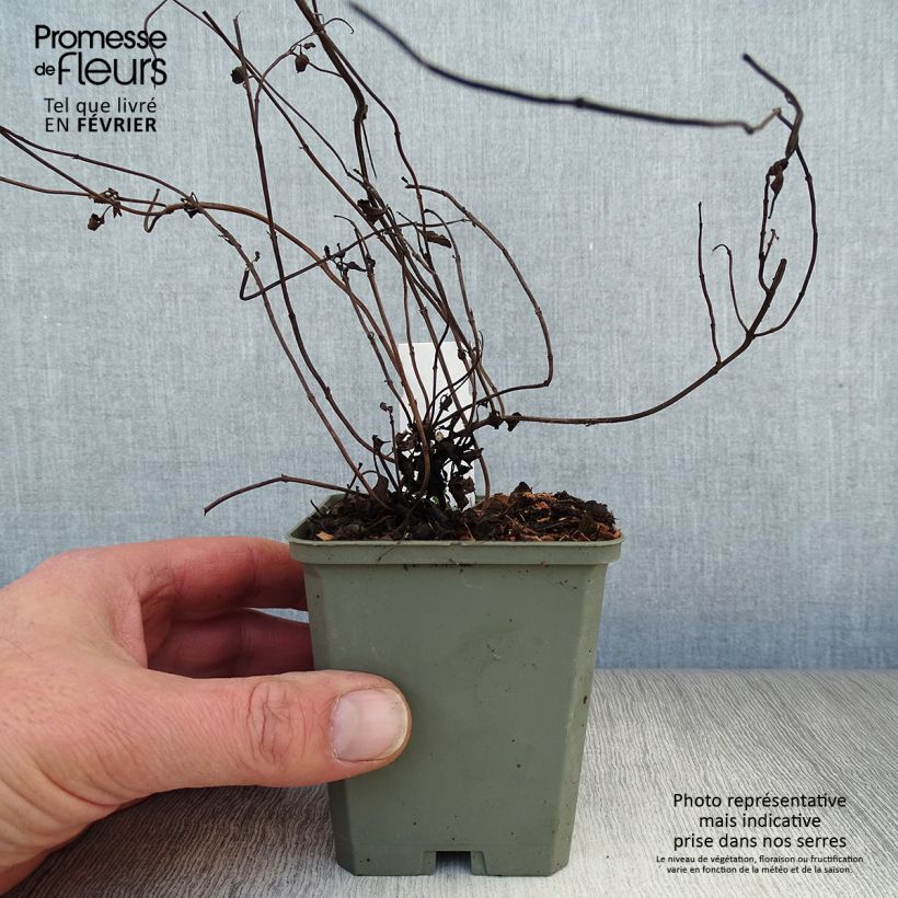 Salvia forreri Maceta de 8/9 cm Ejemplar entregado en invierno