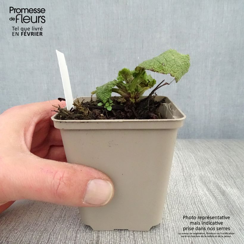 Salvia forsskaolei Maceta de 8/9 cm Ejemplar entregado en invierno