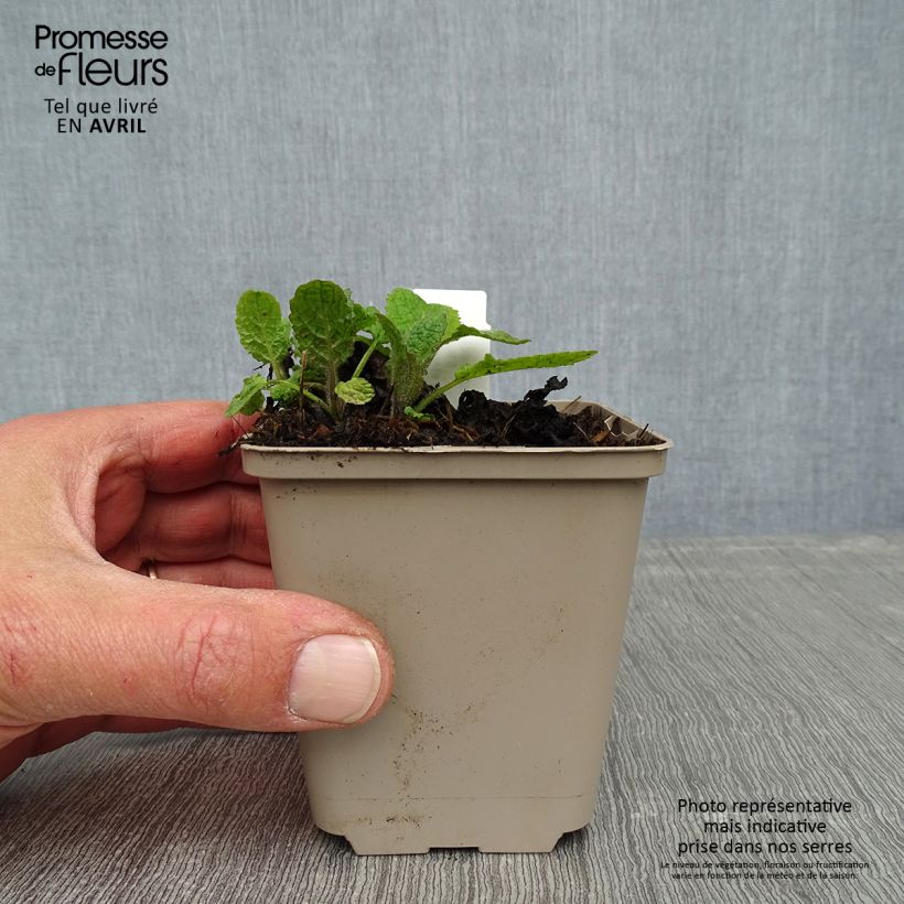 Salvia forsskaolei Maceta de 8/9 cm Ejemplar entregado en la primavera