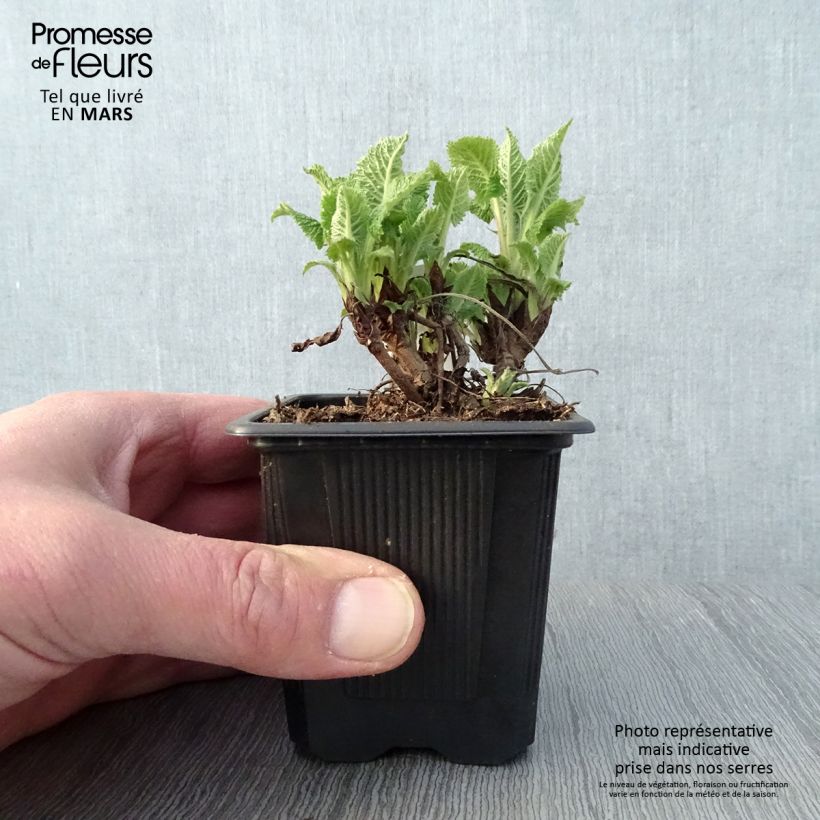 Salvia glutinosa Maceta de 8/9 cm Ejemplar entregado en la primavera