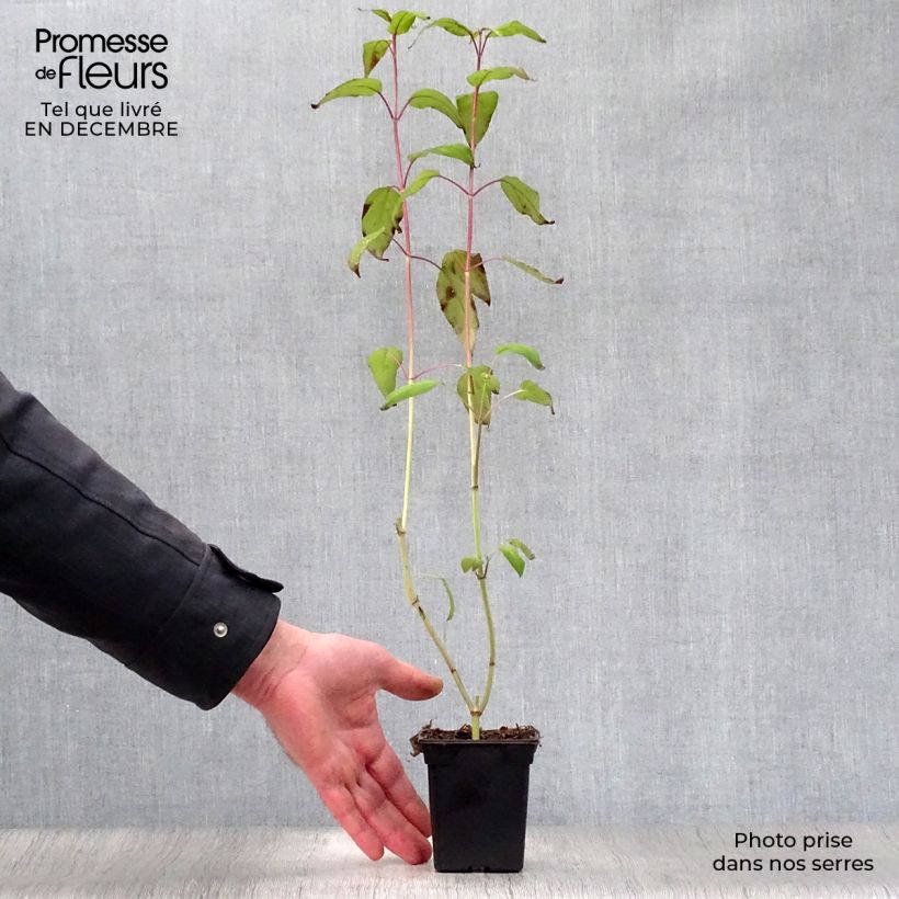 Salvia involucrata Bethelii Maceta de 7/8 cm Ejemplar entregado en invierno