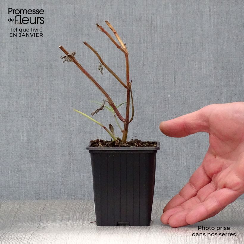 Salvia leucantha - Salvia rabo de gato Maceta de 7/8 cm Ejemplar entregado en invierno