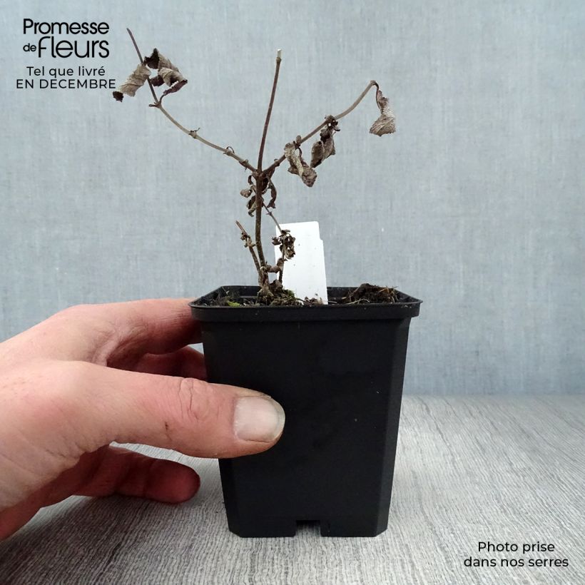 Salvia nemorosa Amethyst Maceta de 8/9 cm Ejemplar entregado en invierno