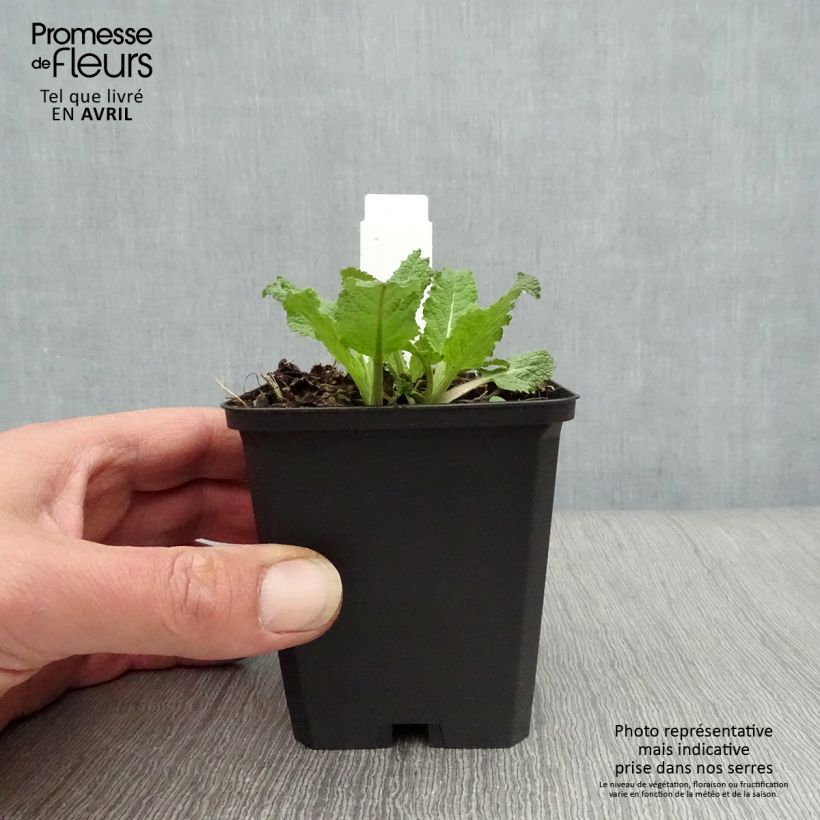 Salvia nemorosa Amethyst Maceta de 8/9 cm Ejemplar entregado en la primavera