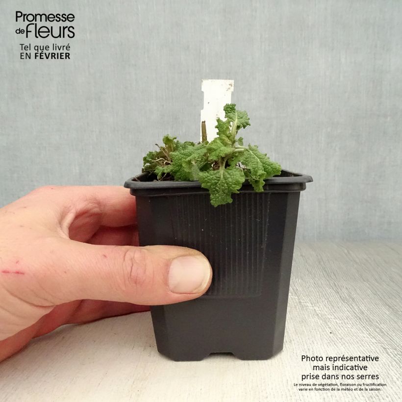 Salvia nemorosa Blauhügel Maceta de 8/9 cm Ejemplar entregado en invierno