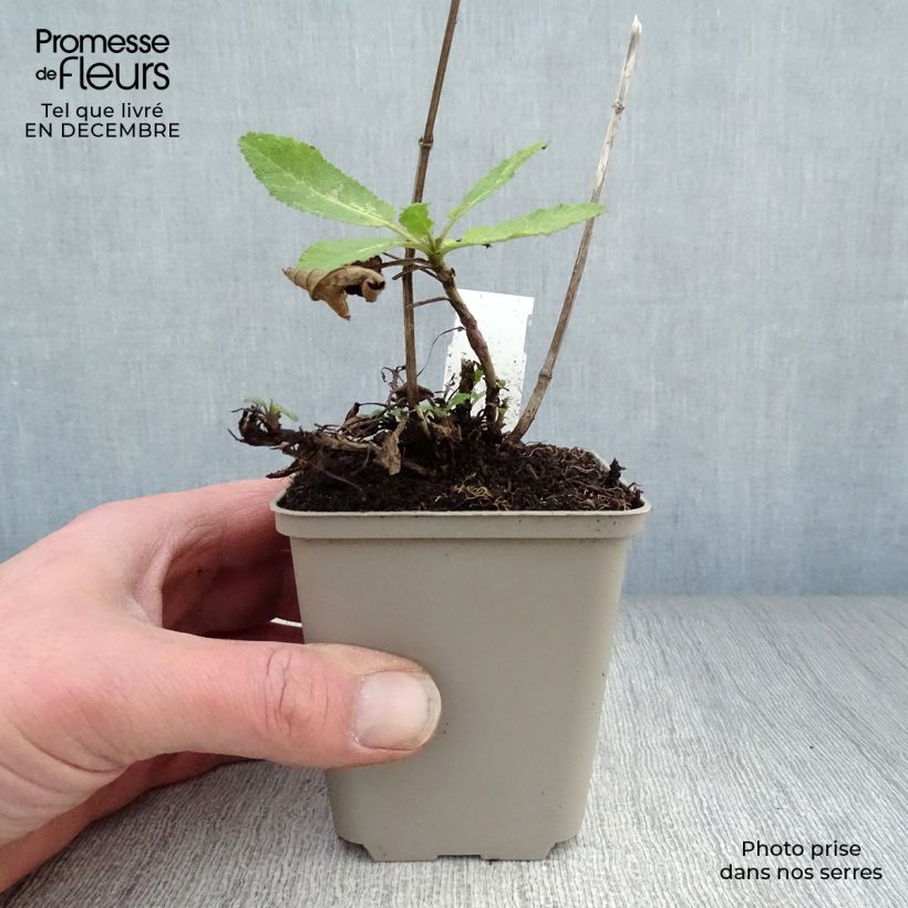 Salvia nemorosa Caradonna Maceta de 8/9 cm Ejemplar entregado en invierno