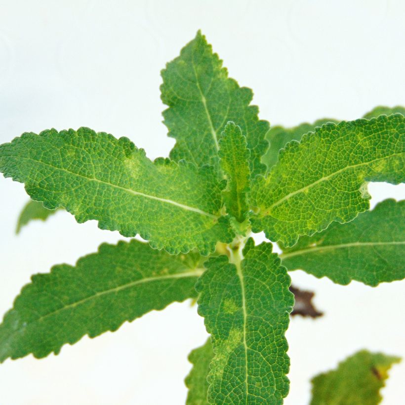 Salvia nemorosa Schwellenburg (Follaje)