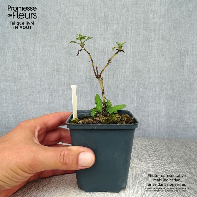 Ejemplar de Salvia nemorosa Schwellenburg Maceta de 8/9 cm entregado en verano