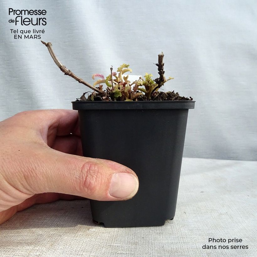 Salvia nemorosa Schwellenburg Maceta de 8/9 cm Ejemplar entregado en invierno