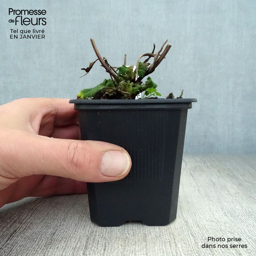 Salvia sylvestris Rhapsody in Blue Maceta de 8/9 cm Ejemplar entregado en invierno