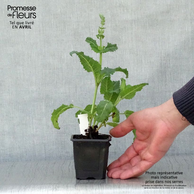 Salvia sylvestris Rhapsody in Blue Maceta de 8/9 cm Ejemplar entregado en la primavera