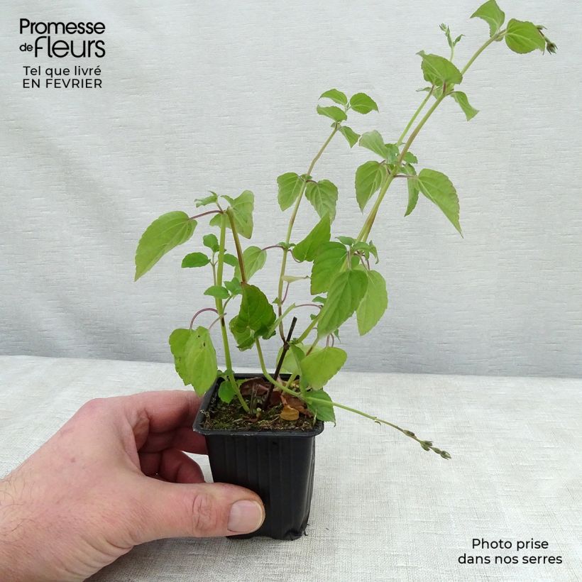 Salvia piña Tangerine Maceta de 7/8 cm Ejemplar entregado en invierno