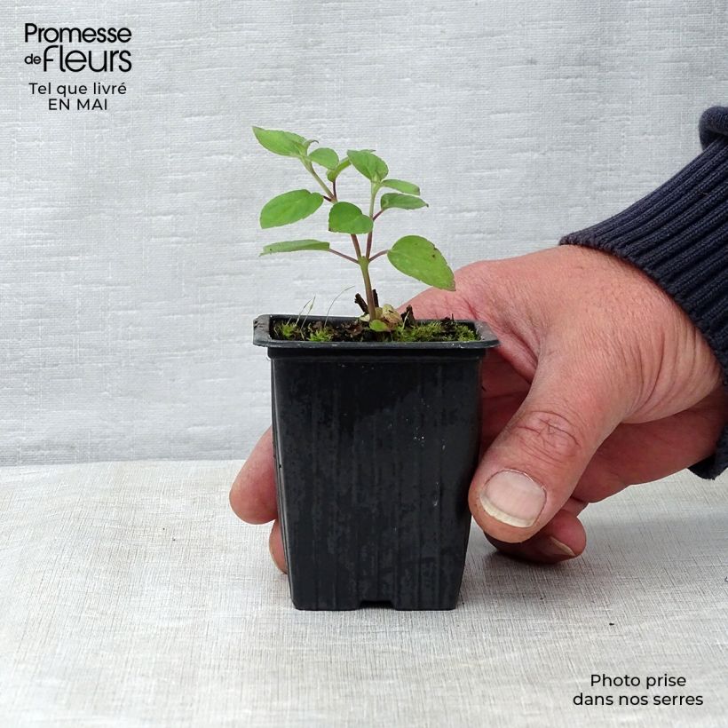 Salvia piña Tangerine Maceta de 7/8 cm Ejemplar entregado en la primavera