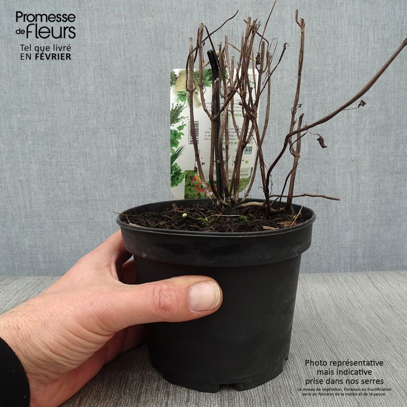 Salvia piña Tangerine Maceta 1,5L/2L Ejemplar entregado en invierno