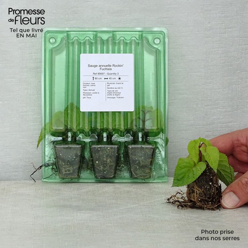 Salvia guaranitica-hybride Rockin' Fucsia - Salvia azul minicepellón: Ø 3/4 cm Ejemplar entregado en la primavera