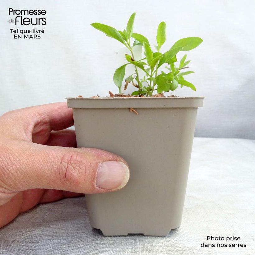 Salvia greggii Amethyst Lips - Salvia de otoño Maceta de 8/9 cm Ejemplar entregado en invierno