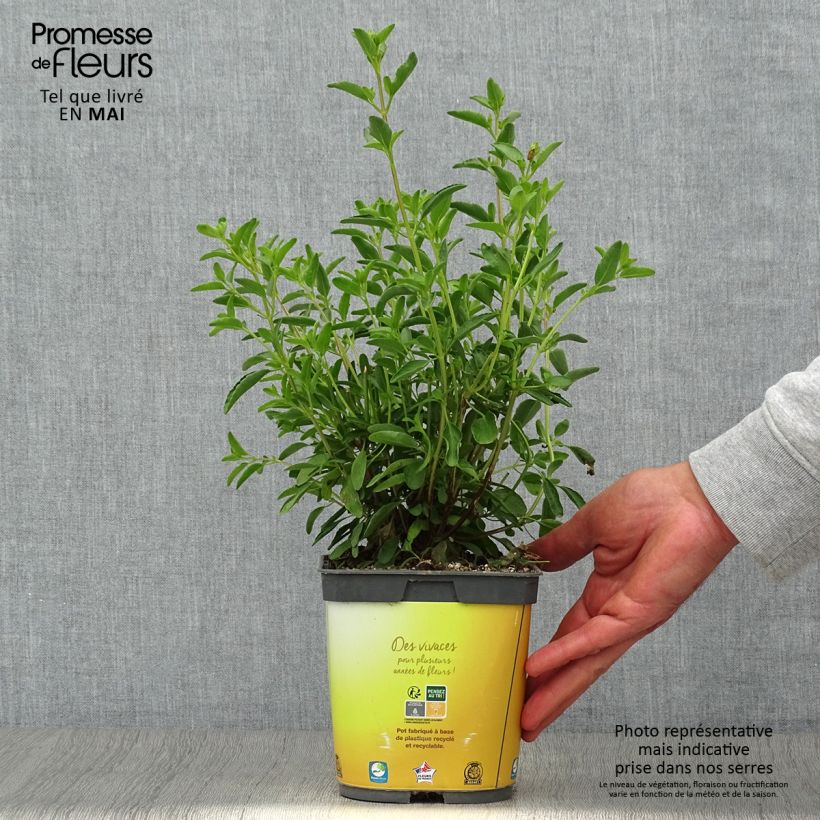 Salvia jamensis Belle de Loire Maceta 2L/3L Ejemplar entregado en la primavera