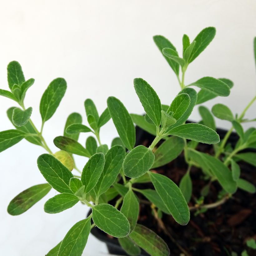 Salvia microphylla Blue Note - Salvia Rosa (Follaje)