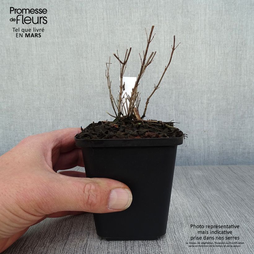 Salvia microphylla Blue Note - Salvia Rosa Maceta de 8/9 cm Ejemplar entregado en la primavera