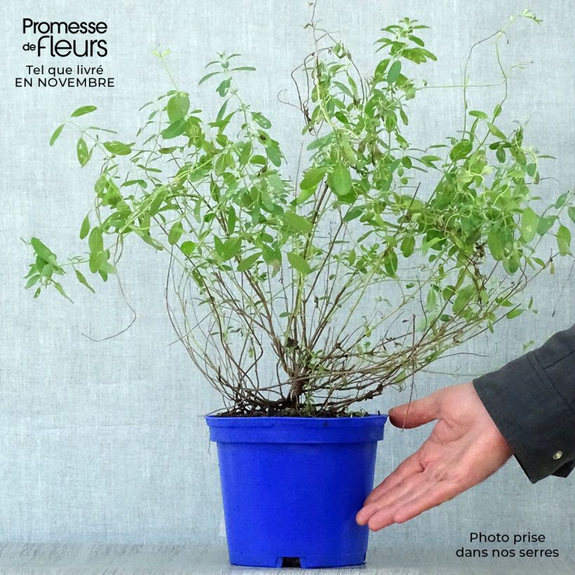 Ejemplar de Salvia microphylla Blue Note - Salvia Rosa Maceta 2L/3L entregado en otoño
