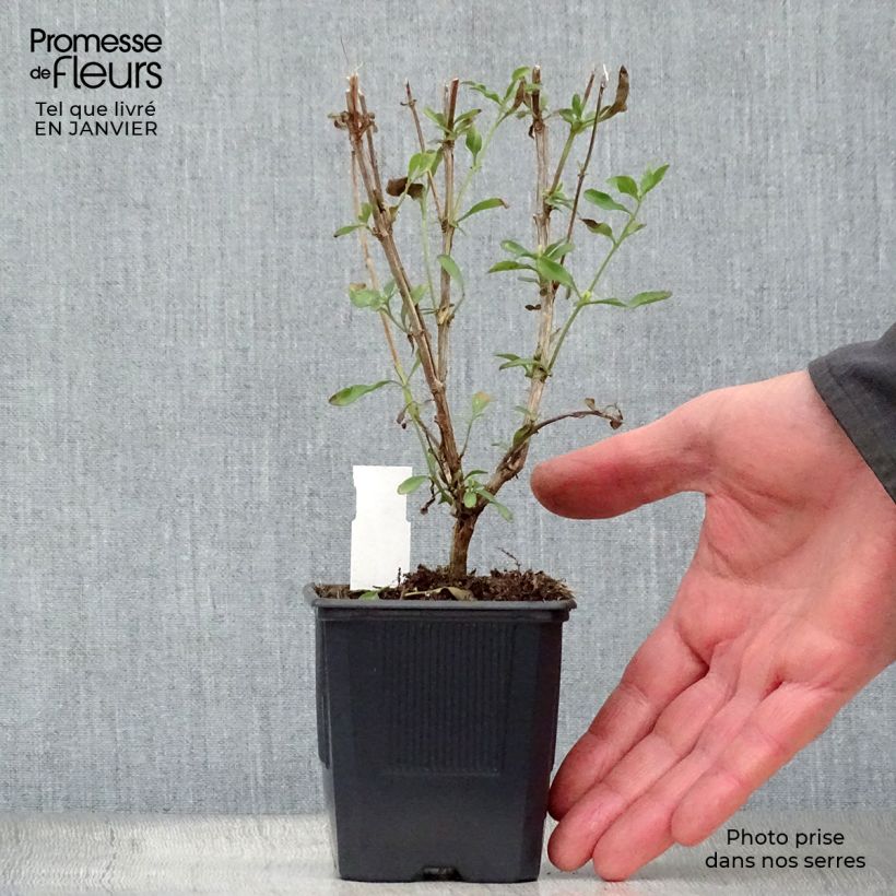 Salvia jamensis California Sunset Maceta de 8/9 cm Ejemplar entregado en invierno