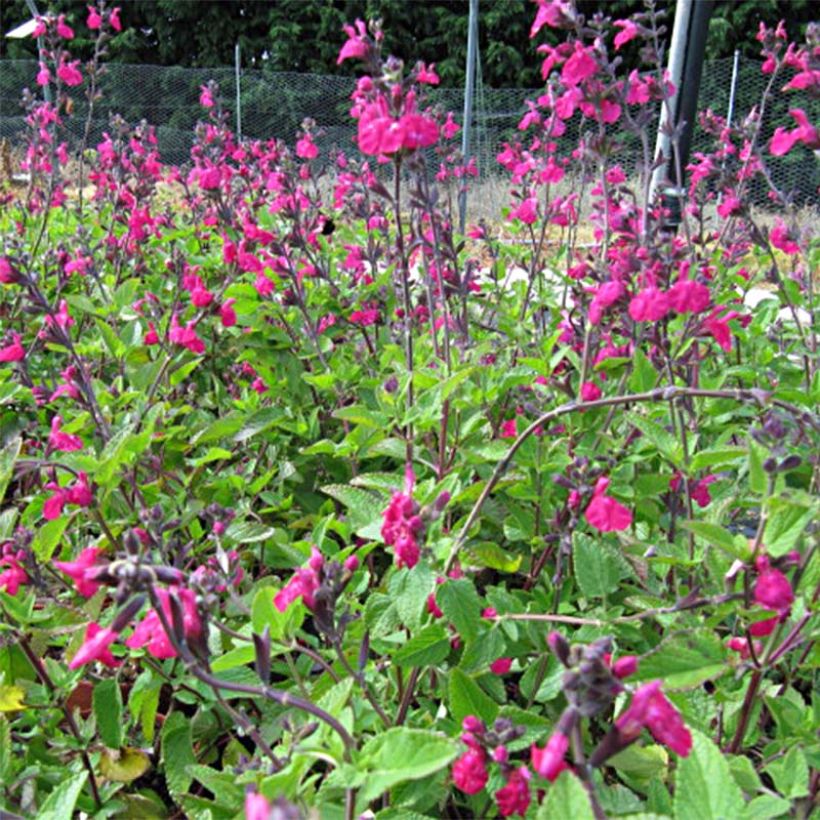 Salvia microphylla Cerro Potosi - Salvia rosa (Floración)