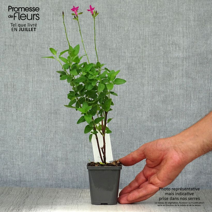 Ejemplar de Salvia microphylla Cerro Potosi - Salvia rosa Maceta de 7/8 cm entregado en verano