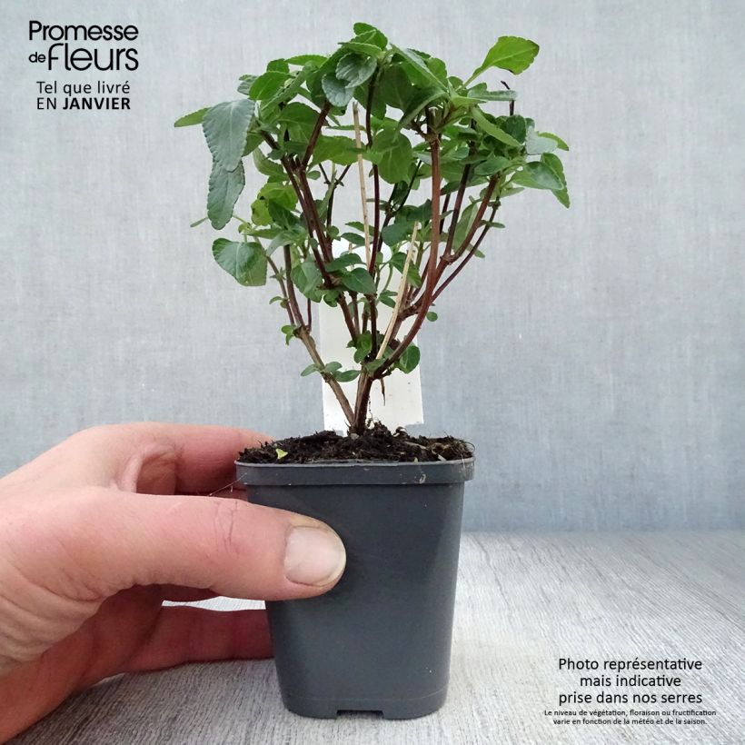 Salvia microphylla Cerro Potosi - Salvia rosa Maceta de 7/8 cm Ejemplar entregado en invierno