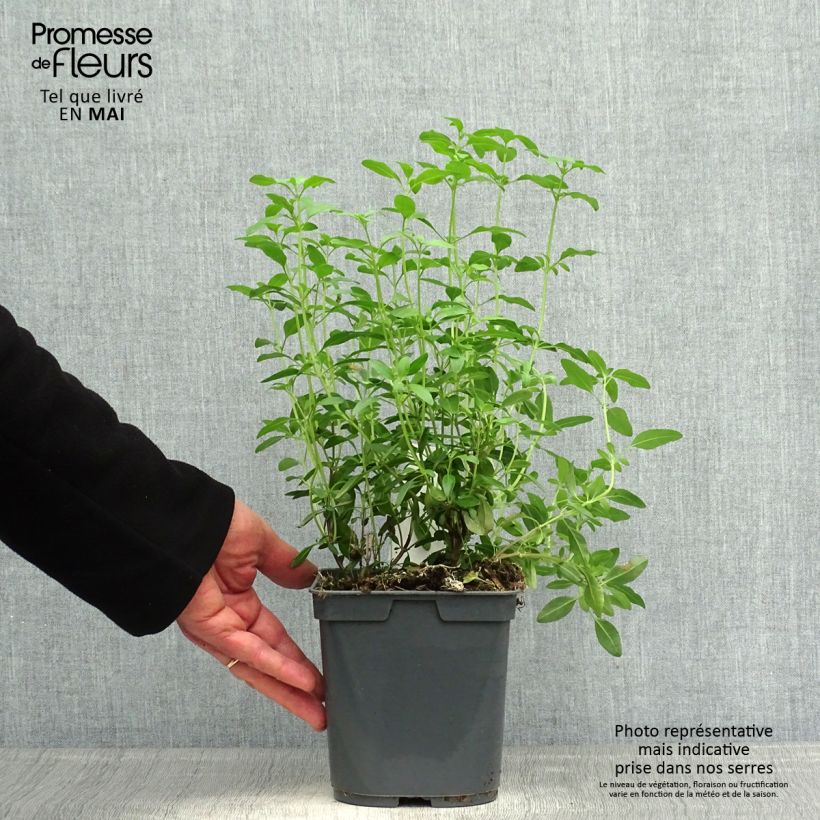 Salvia greggii Icing Sugar - Salvia de otoño Maceta 2L/3L Ejemplar entregado en la primavera