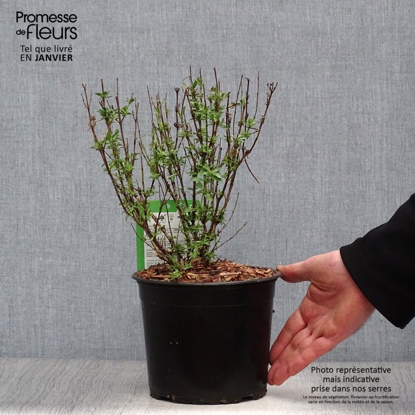 Salvia jamensis Suncrest Lemon Light Maceta 2L/3L Ejemplar entregado en invierno