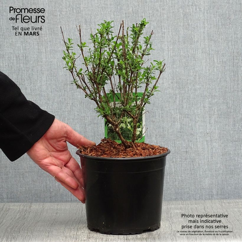 Salvia jamensis Suncrest Lemon Light Maceta 2L/3L Ejemplar entregado en la primavera