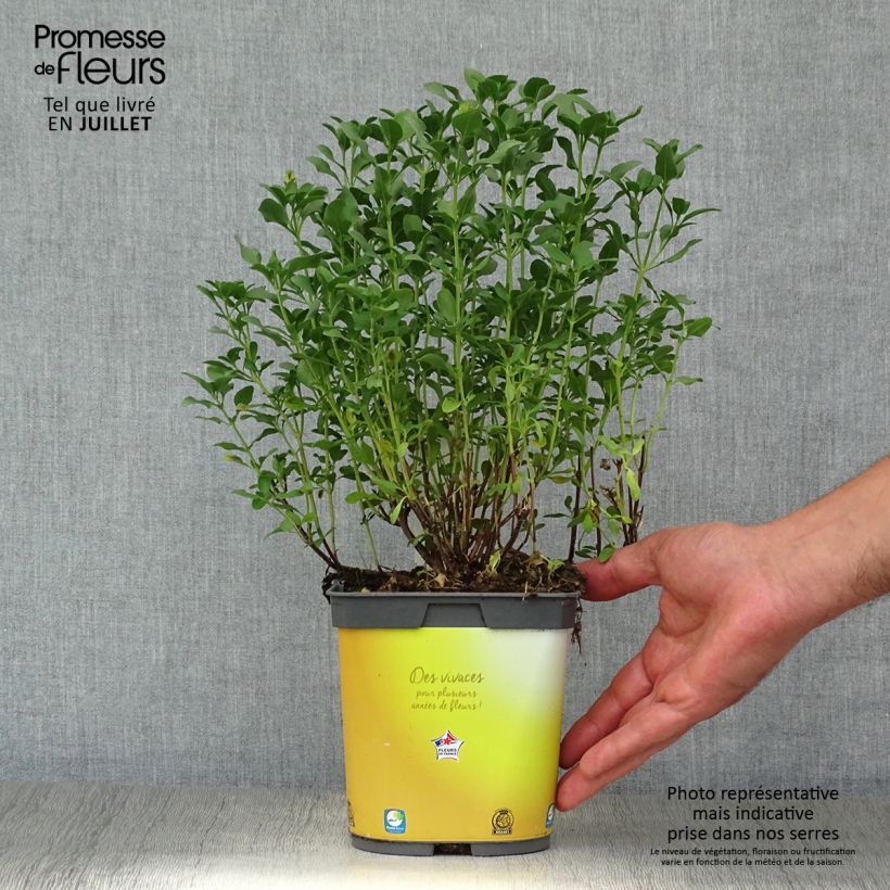 Ejemplar de Salvia jamensis Melen Maceta 2L/3L entregado en verano