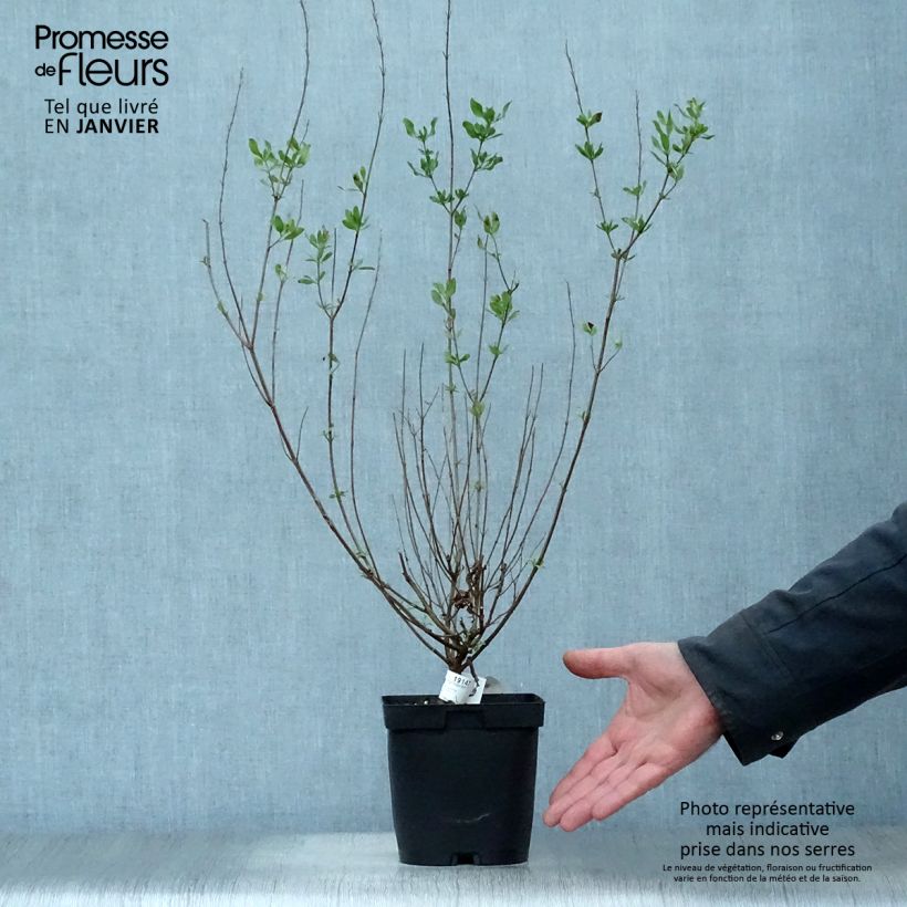 Salvia jamensis Melen Maceta 2L/3L Ejemplar entregado en invierno