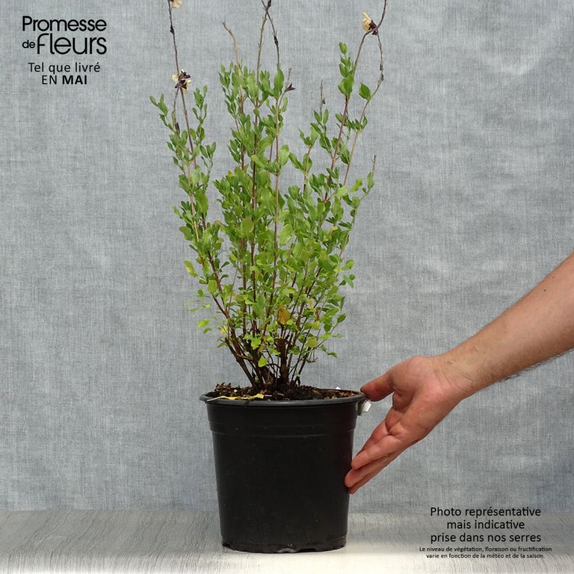 Salvia jamensis Melen Maceta 4L/5L Ejemplar entregado en la primavera