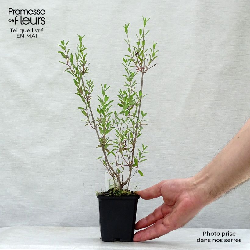 Salvia microphylla Nachtvlinder - Salvia rosa Maceta de 8/9 cm Ejemplar entregado en la primavera