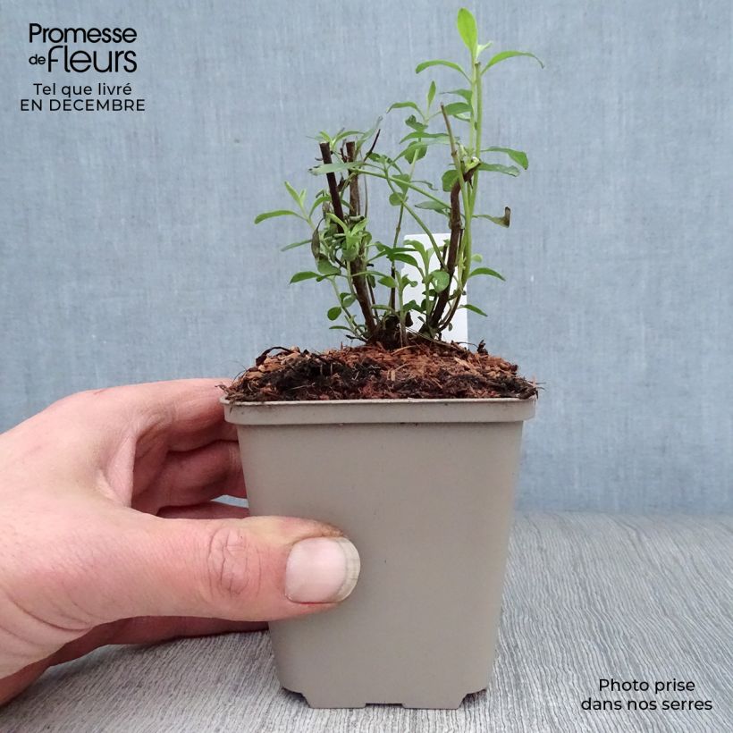 Salvia microphylla Nachtvlinder - Salvia rosa Maceta de 8/9 cm Ejemplar entregado en invierno