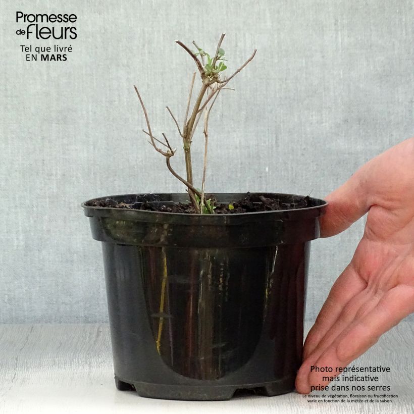 Salvia microphylla Pink Lips - Salvia rosa Maceta 2L/3L Ejemplar entregado en la primavera