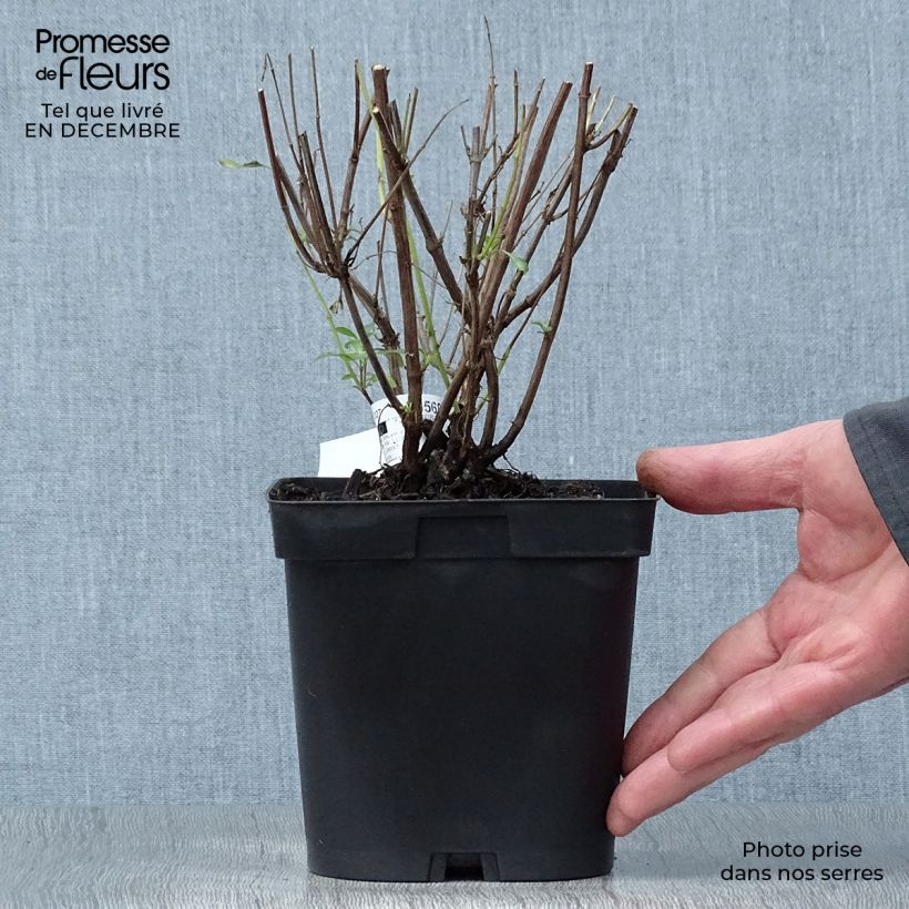 Salvia jamensis Pluenn Maceta 2L/3L Ejemplar entregado en invierno