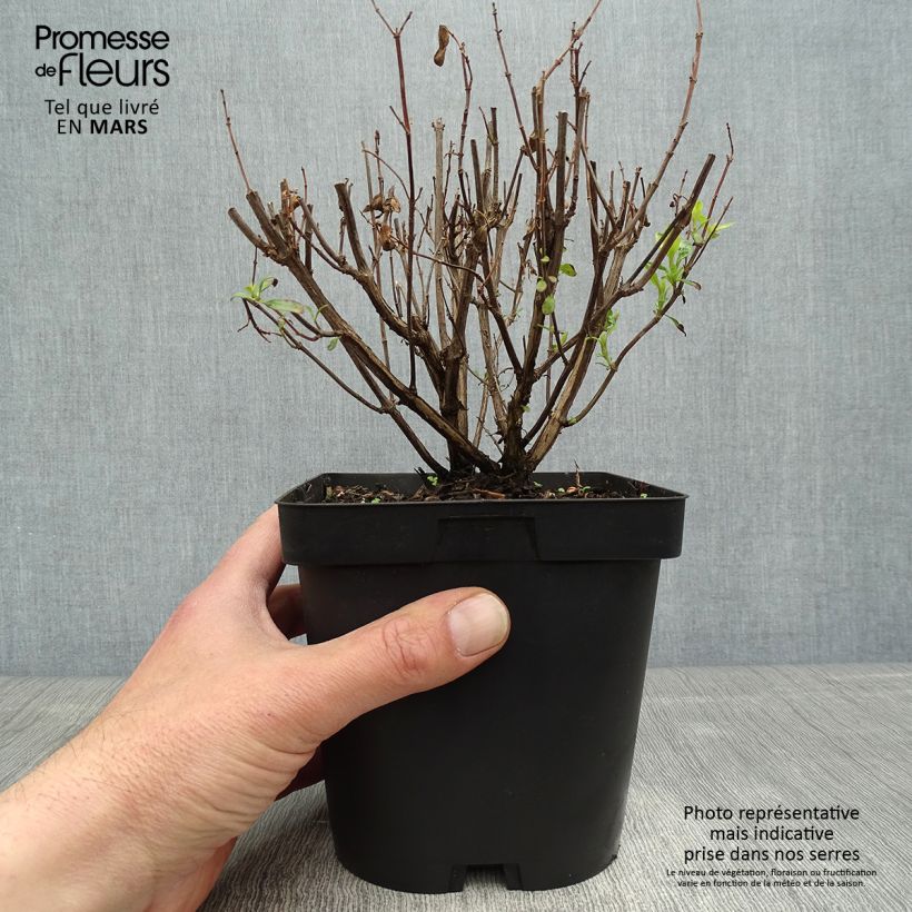 Salvia jamensis Pluenn Maceta 2L/3L Ejemplar entregado en la primavera