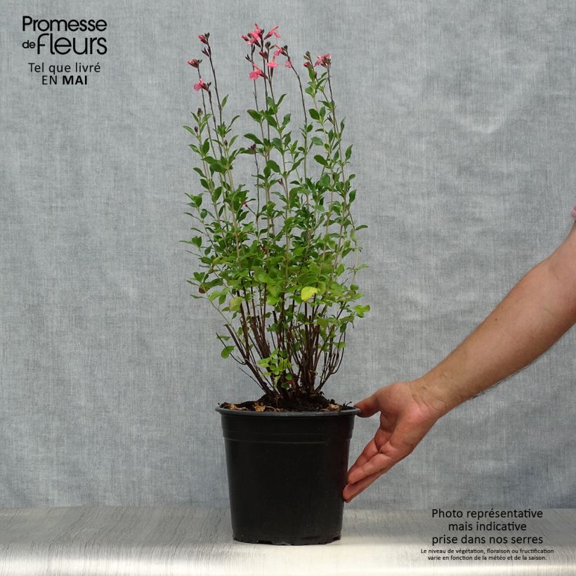 Salvia jamensis Pluenn Maceta 4L/5L Ejemplar entregado en la primavera