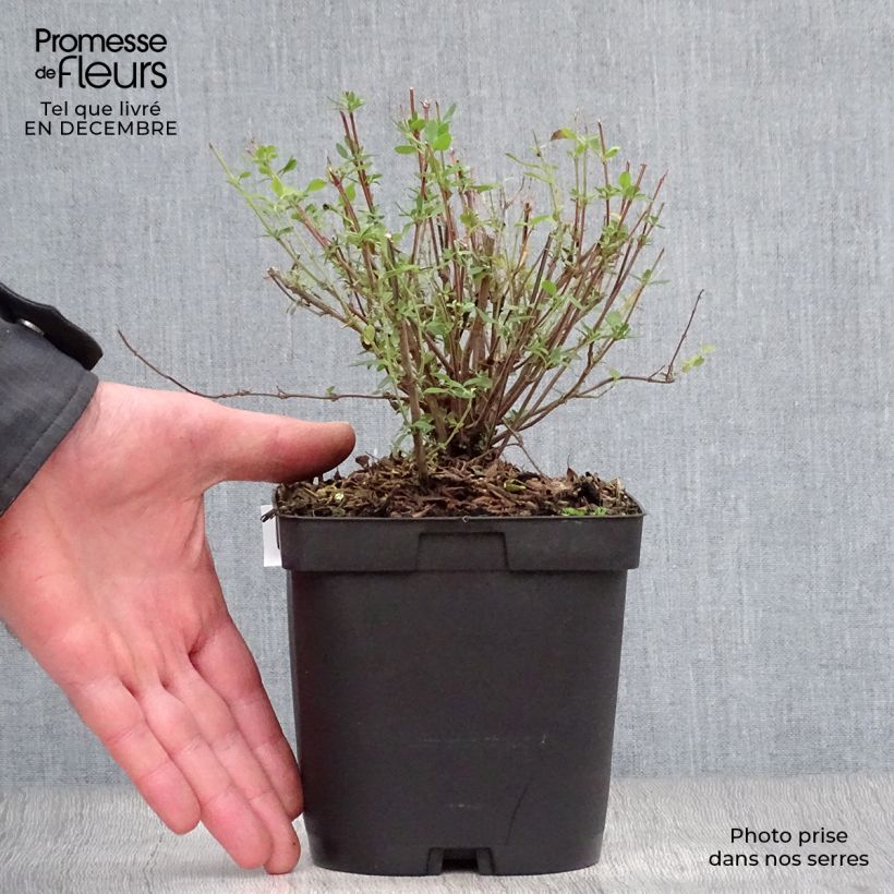 Salvia jamensis Reve Rouge Maceta 2L/3L Ejemplar entregado en invierno