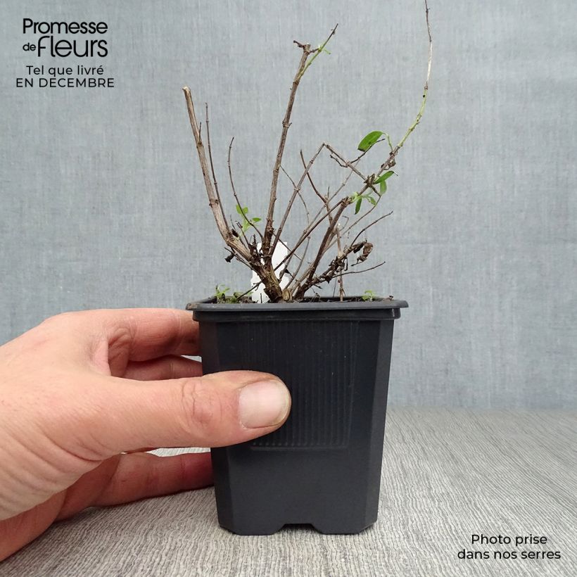 Salvia greggii Alba - Salvia de otoño Maceta de 8/9 cm Ejemplar entregado en invierno