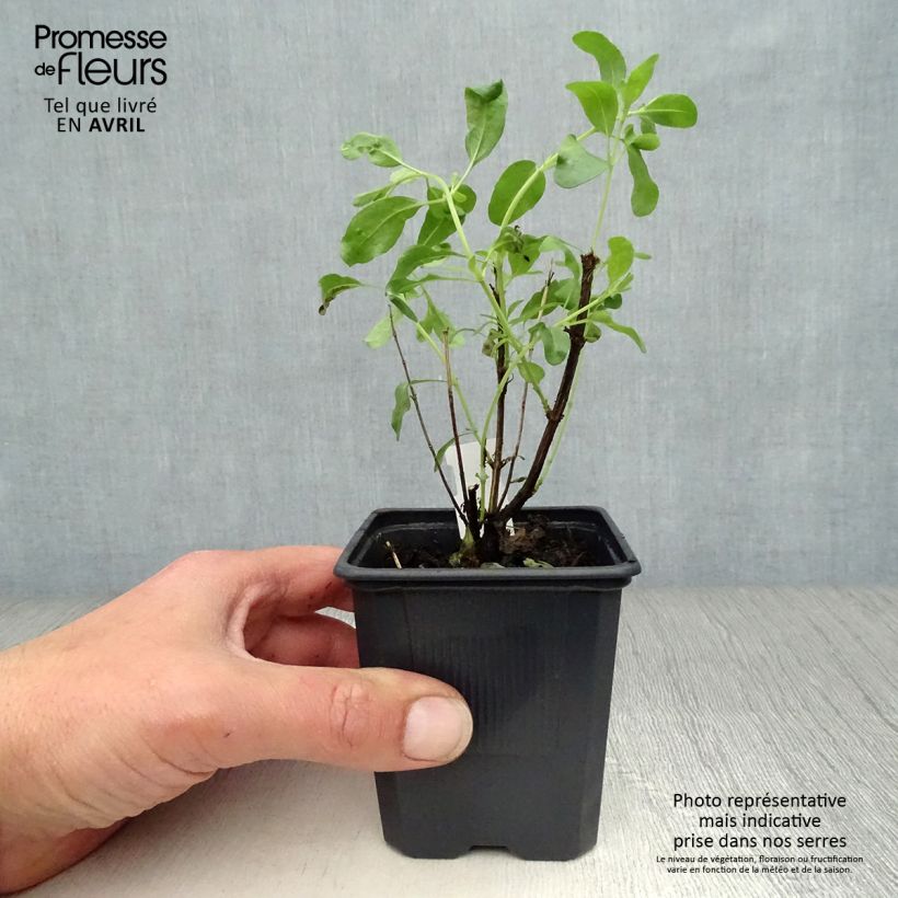 Salvia greggii Alba - Salvia de otoño Maceta de 8/9 cm Ejemplar entregado en la primavera