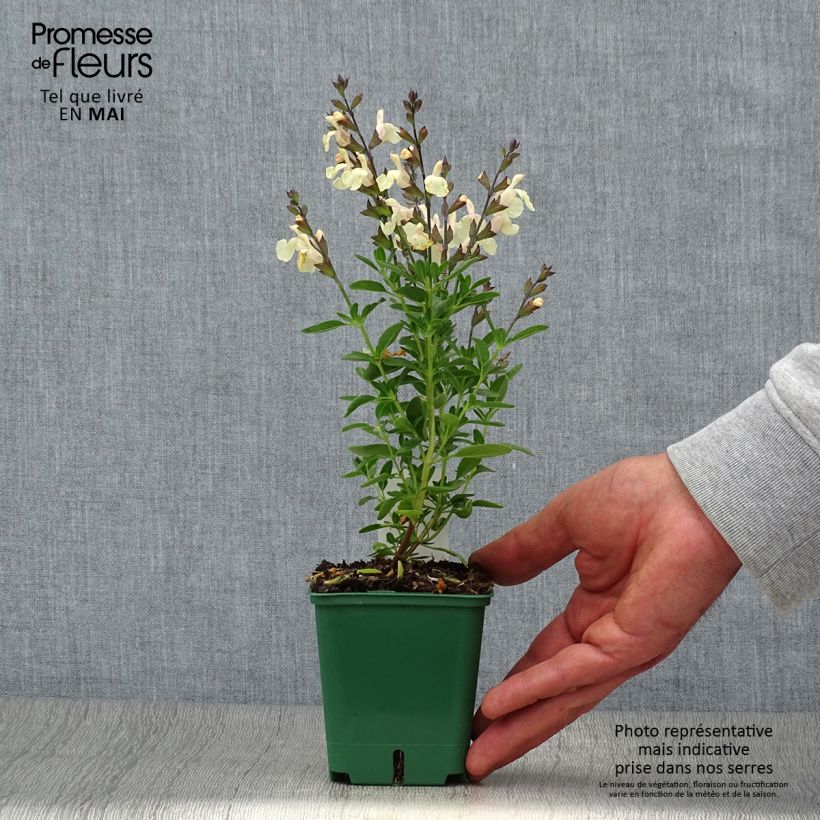 Salvia greggii Mirage Cream - Salvia de otoño Maceta de 8/9 cm Ejemplar entregado en la primavera