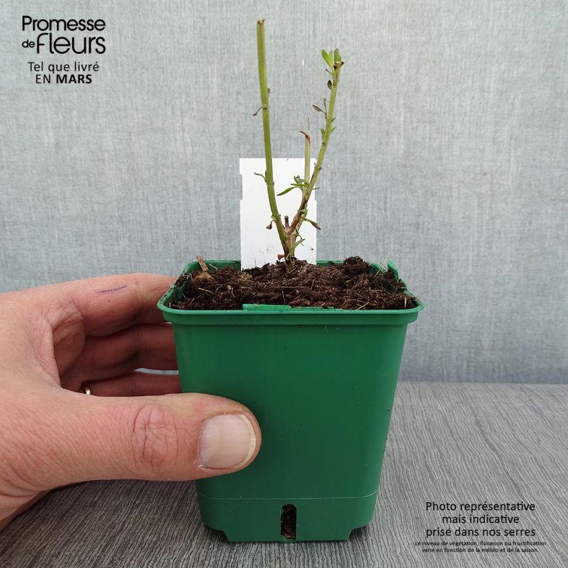Salvia greggii Mirage Cream - Salvia de otoño Maceta de 8/9 cm Ejemplar entregado en invierno
